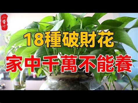 前陽台招財|開運有道：前陽台招財植物大全